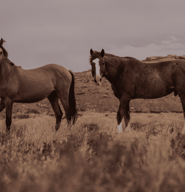 Seasons Psychology Sunbury